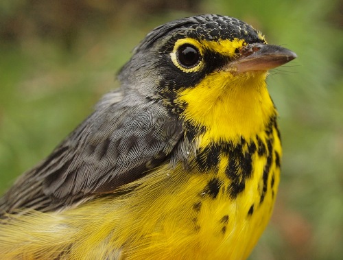 Canada Warbler