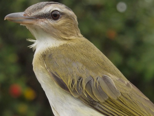 Red-eyed Vireo