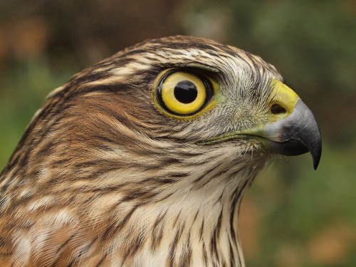 Sharp-shinned Hawk