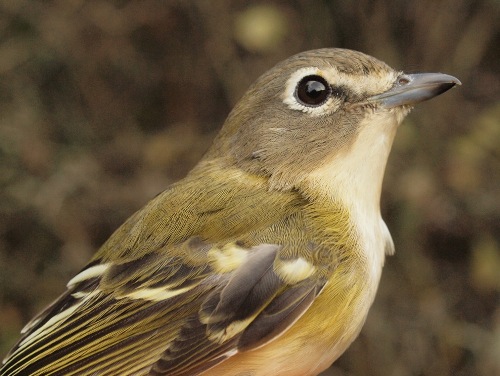 Blue-headed Vireo