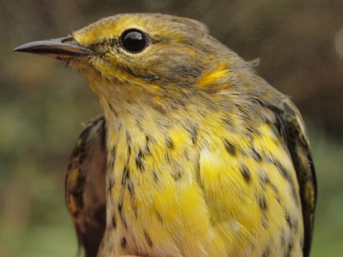 Cape May Warbler