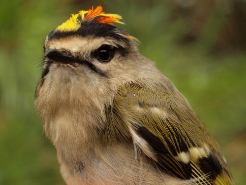 Golden-crowned Kinglet