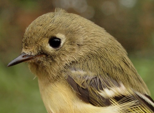 Ruby-crowned Kinglet