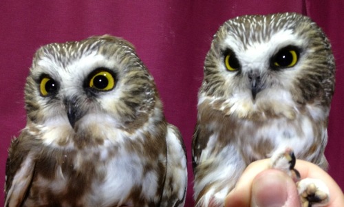 Northern Saw-whet Owls