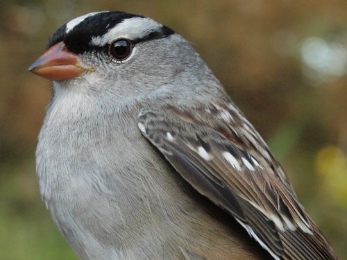 White-crowned Sparrow