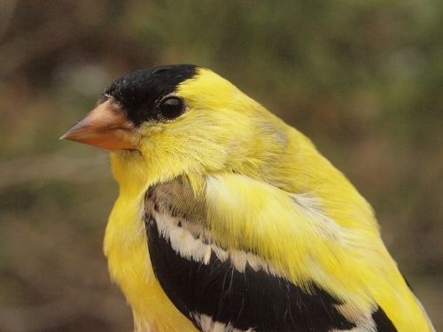 American Goldfinch