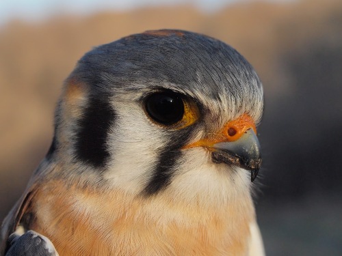 American Kestrel