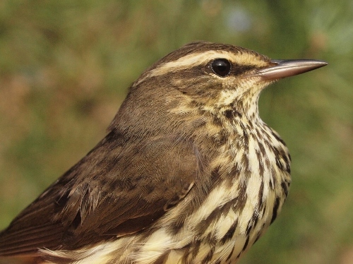 Northern Waterthrush