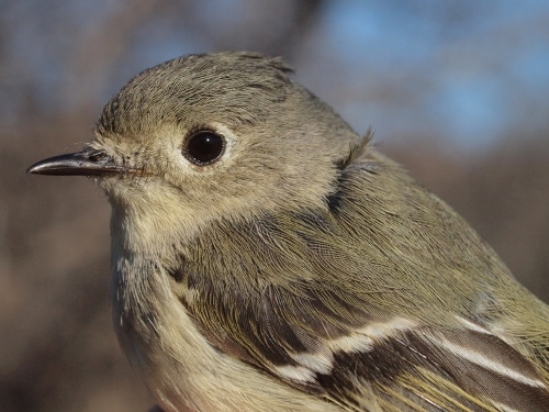 Ruby-crowned Kinglet