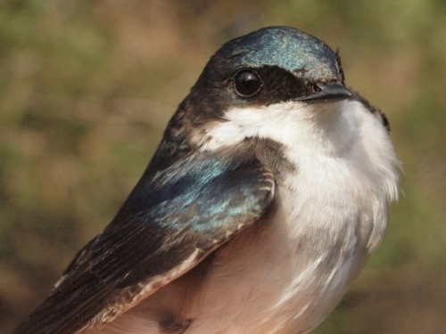 Tree Swallow