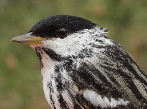 Blackpoll Warbler