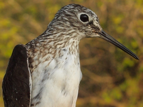 Solitary Sandpiper