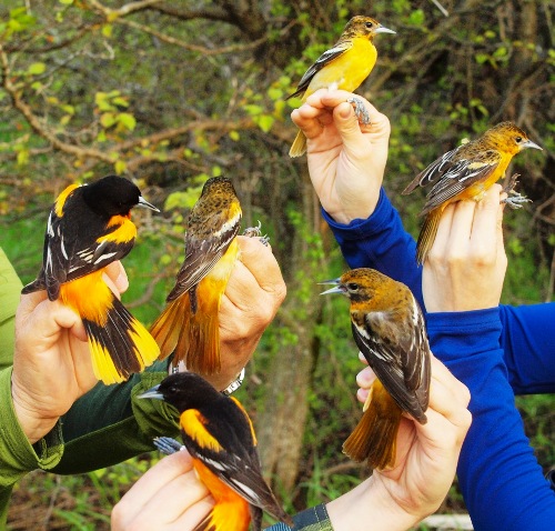 Baltimore Orioles