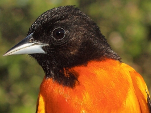 Baltimore Oriole