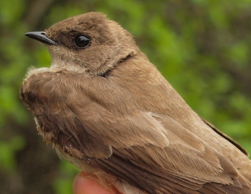 Northern Rough-winged Swallow