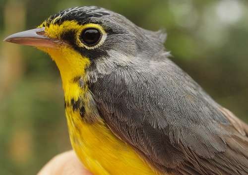 Canada Warbler