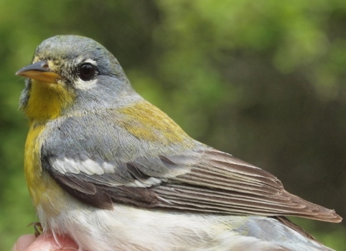 Northern Parula