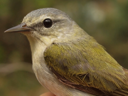 Tennessee Warbler