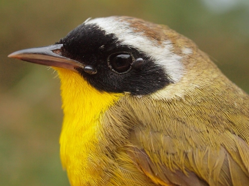 Common Yellowthroat with ticks