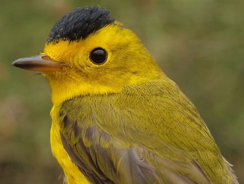 Wilson's Warbler